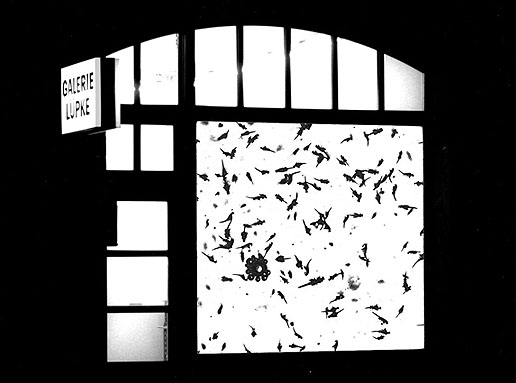 Projektion lebender Artemia, Galerie Lpke, Frankfurt a.M.